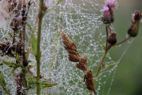 Free Images Water Nature Branch Dew Morning Leaf Flower Frost