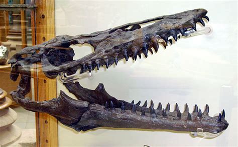 mosasaur - Wiktionary, the free dictionary