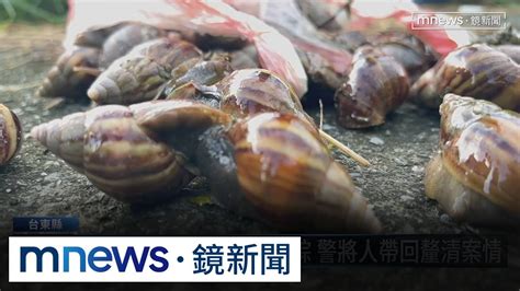 疑吃「蝸牛小米粽」中毒！ 台東3死7人救治中｜鏡新聞 Youtube