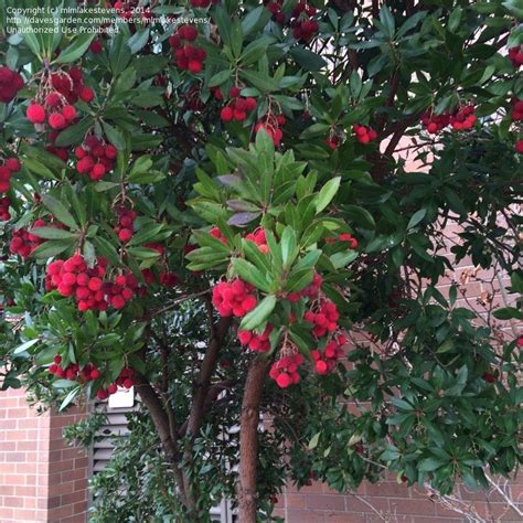 Plantfiles Pictures Arbutus Species Killarney Strawberry Tree