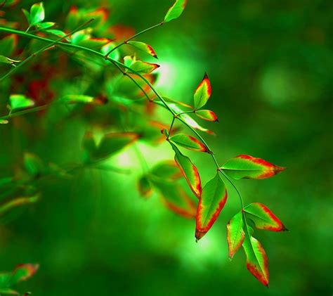 Green Leaves Bokeh Branch Leafs Macro Nature Hd Wallpaper Peakpx