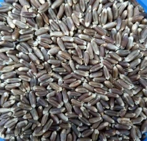 Kaala Gehu At Rs 60 Kg Black Wheat In Hastinapur ID 26159372473