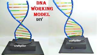 10 science project ideas related to DNA that are suitable for school ...