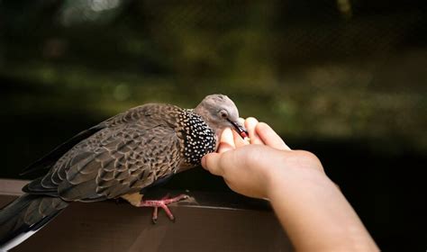 7 Arti Mimpi Burung Perkutut Benarkah Membawa Rezeki Bagi Sang Pemilik