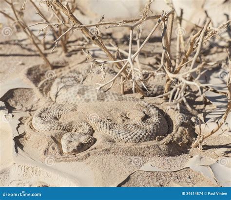 Egyptian Desert Viper Snake in the Sand Stock Photo - Image of snake ...