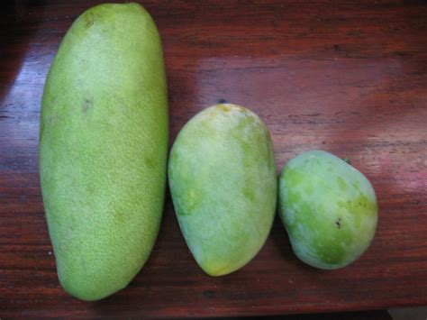 Mangoes From My Hometown Maribehlla