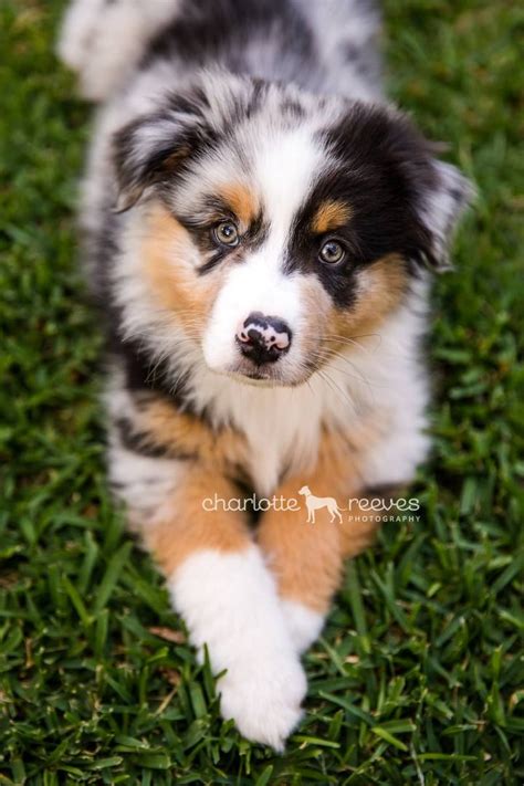 Cute Pictures Of Australian Shepherds