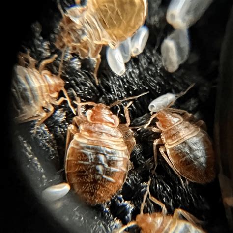 Bed Bug Exterminator Oldsmar Fl Bed Bug Experts