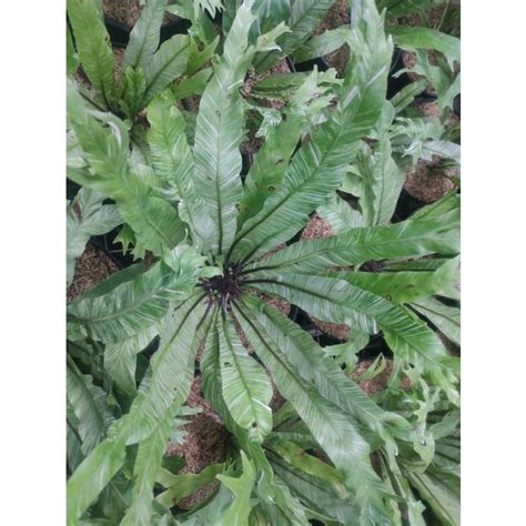 Jual Tanaman Hias Kadaka Variegata Asplenium Nidus Varigata Shopee