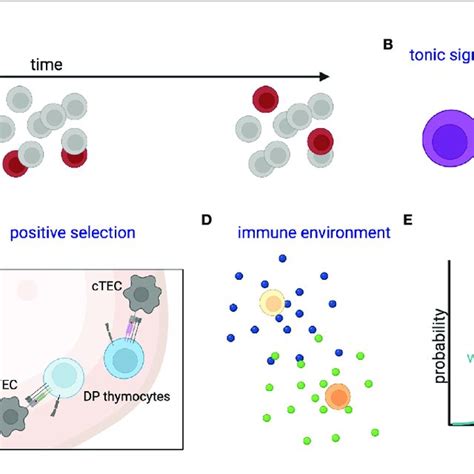 Schematic Of Stochastic And Deterministic Sources Of Na Ve T Cell