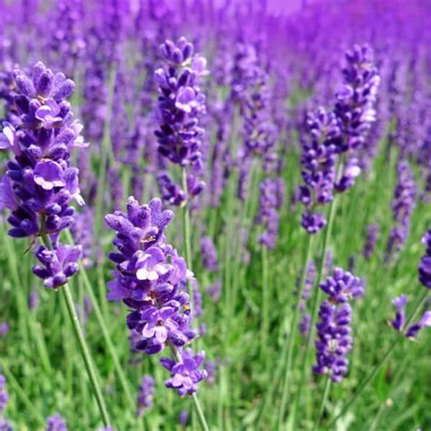 Lavender - Flower Seeds - KS GARDEN NURSERY