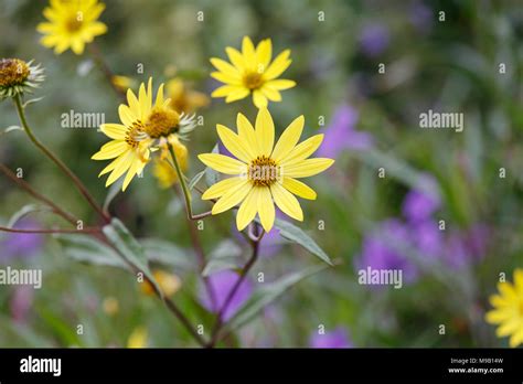 Divaricatus September Hi Res Stock Photography And Images Alamy