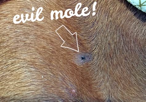 What Does Melanoma Look Like In Dogs