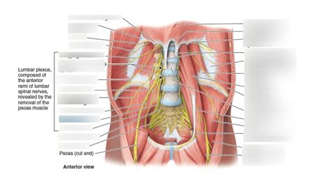 Muscles And Nerves Of The Posterior Abdominal Wall Diagram Quizlet