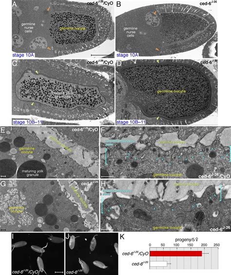 Ced J Null Egg Chambers Are Morphologically And Reproductively