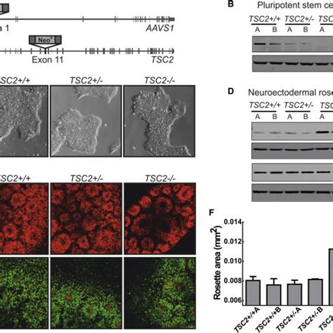 TSC2 Deletion Leads To MTORC1 Hyperfunction And Altered Structural