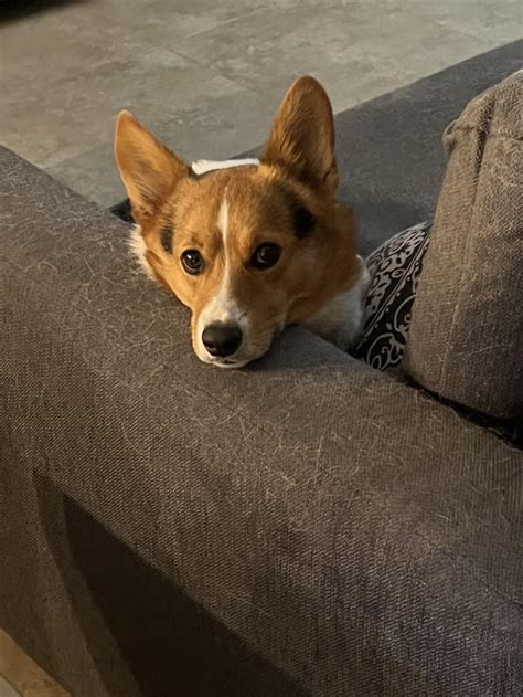 Jax My Hyper Corgi Rcorgipet