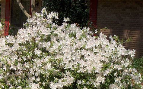 Buy Autumn Ivory Encore Azalea FREE SHIPPING Wilson Bros Gardens