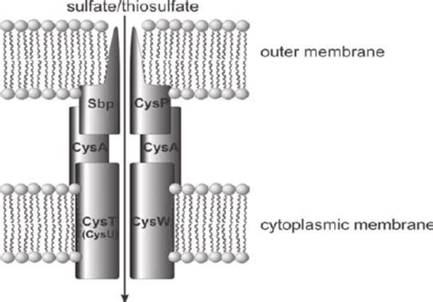 Outline Of Gram Negative Bacterial Sulfate Thio Sulfate Transporters