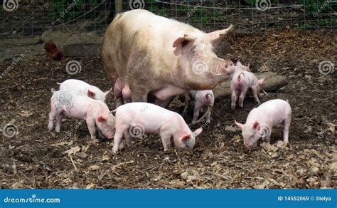 Mother Pig And Piglets Royalty Free Stock Images - Image: 14552069