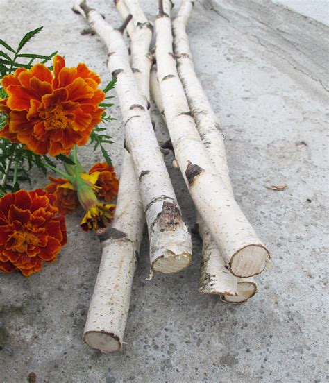 Set Of Birch Branches White Natural Birch Tree Etsy