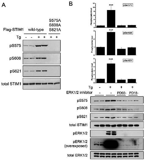 In Vivo Phosphorylation Of Stim At Ser Ser And Ser A