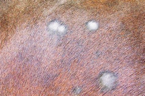 Treating Ringworm in Horses - Equestriguide