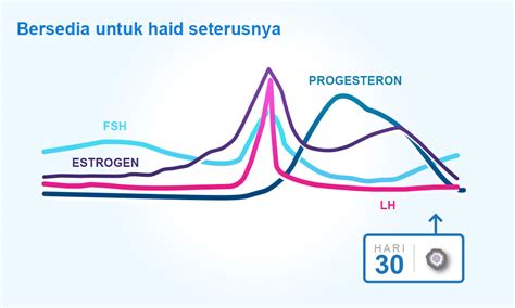 Fahami Kitaran Haid Wanita Ovulasi Dan Haid