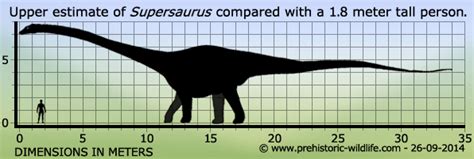 A Mesozoic Field Guide Supersaurus