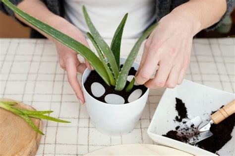 Feng Shui 3 Plantas Que No Debes Tener En Tu Casa Porque Atraen Mala