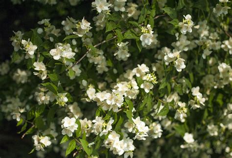 Jasmine Plant Care Guide: How to Grow Jasmine Plants - 2022 - MasterClass