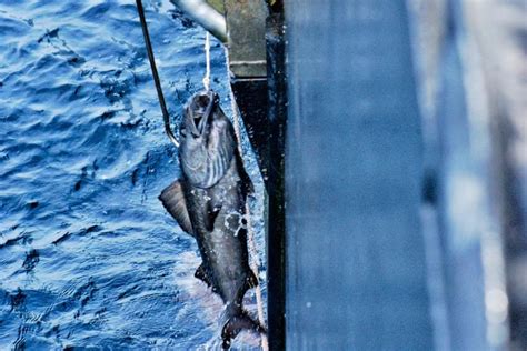 Alaska Sablefish Longline Survey Reports Noaa Fisheries