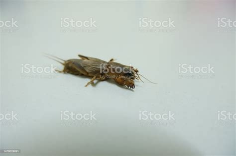 Insects Are Crawling On The Floor Stock Photo - Download Image Now ...