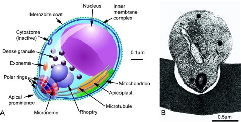 The Malaria Merozoite Forty Years On Parasitology Cambridge Core