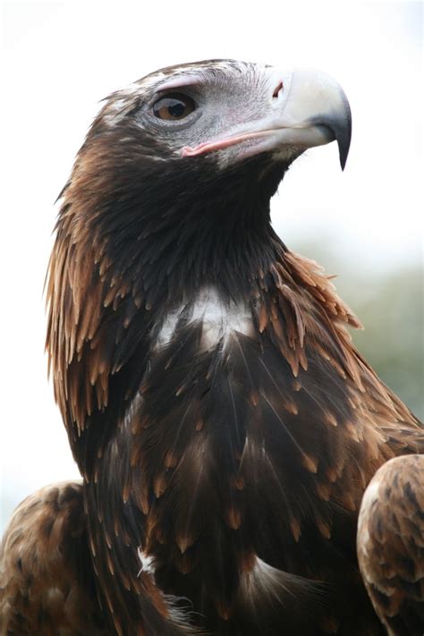 Wedge tailed eagle Free Photo Download | FreeImages