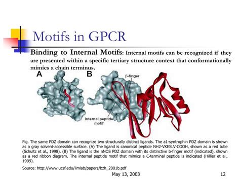 Ppt Protein Protein Interaction Motifs In Gpcr Presented By Harpreet