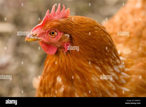 Nahaufnahme Einer Henne Stockfotos Und Bilder Kaufen Alamy