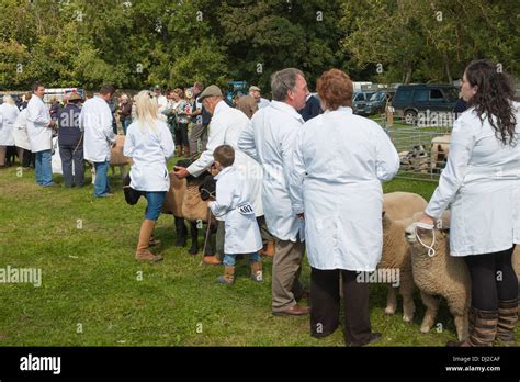 Sheep judging at show Stock Photo - Alamy