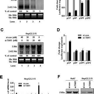 TAK1 regulates HBV core promoter activation through FXRα to suppress