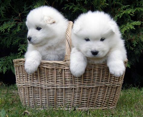 Samoyed Dog - All Big Dog Breeds