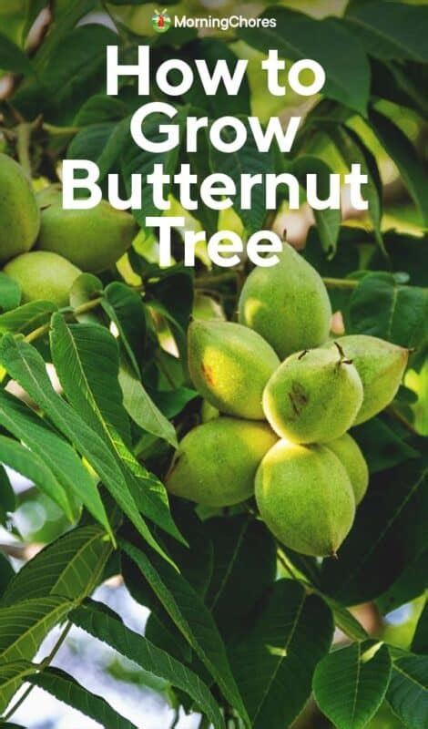 Growing Butternut Tree: How to Plant, Grow and Care for White Walnut