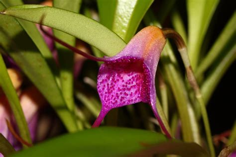 Masdevallia Glandulosa Seen At Orchid Show Niedernhausen Flickr