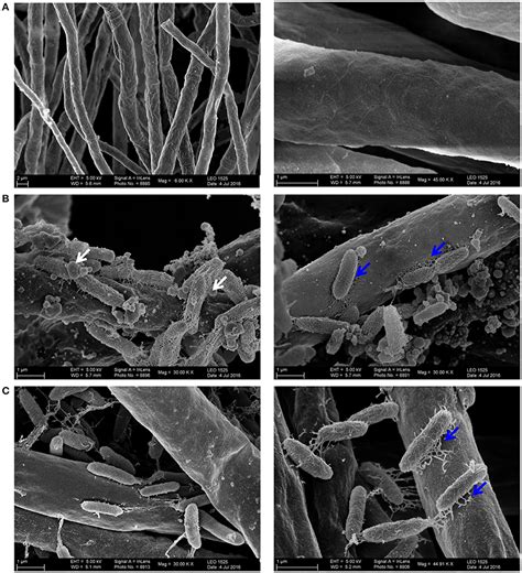 Frontiers Molecular Keys To The Janthinobacterium And Duganella Spp