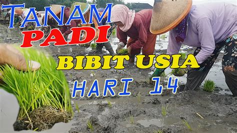 Cara Menanam Padi Yang Baik Dan Menguntungkan Pandu Farm