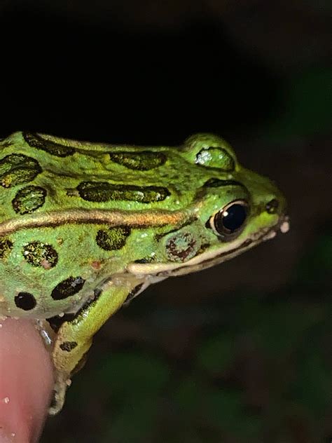 Frogs and Toads in New York