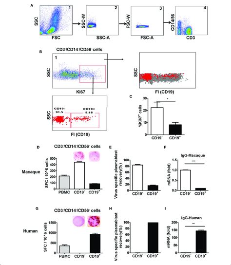 Antibody Secreting Plasmablasts From Chinese Rhesus Macaques Are Download Scientific Diagram