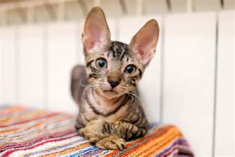 10 Cornish Rex Facts That Cat Lovers Should Know Catster