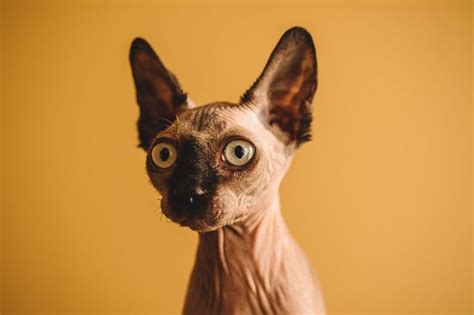 a hairless cat with big blue eyes looking at the camera while standing in front of a yellow ...