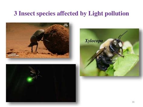 Insects As Pollution Indicators