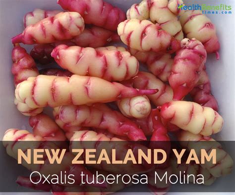 New Zealand Yam Facts, Health Benefits & Nutritional Value